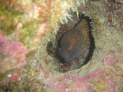 This is a Yellow Margined Moray Eel taken at Pokai Bay, o... by Dan Smith 
